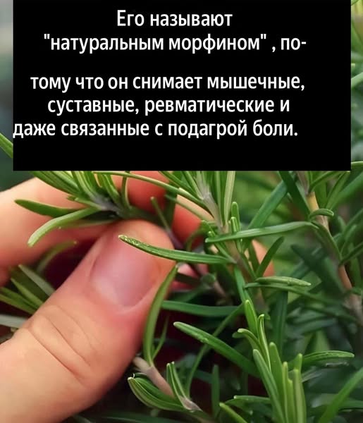 “Яблоко, розмарин, куркума и имбирь: ароматный настой против боли и стресса”